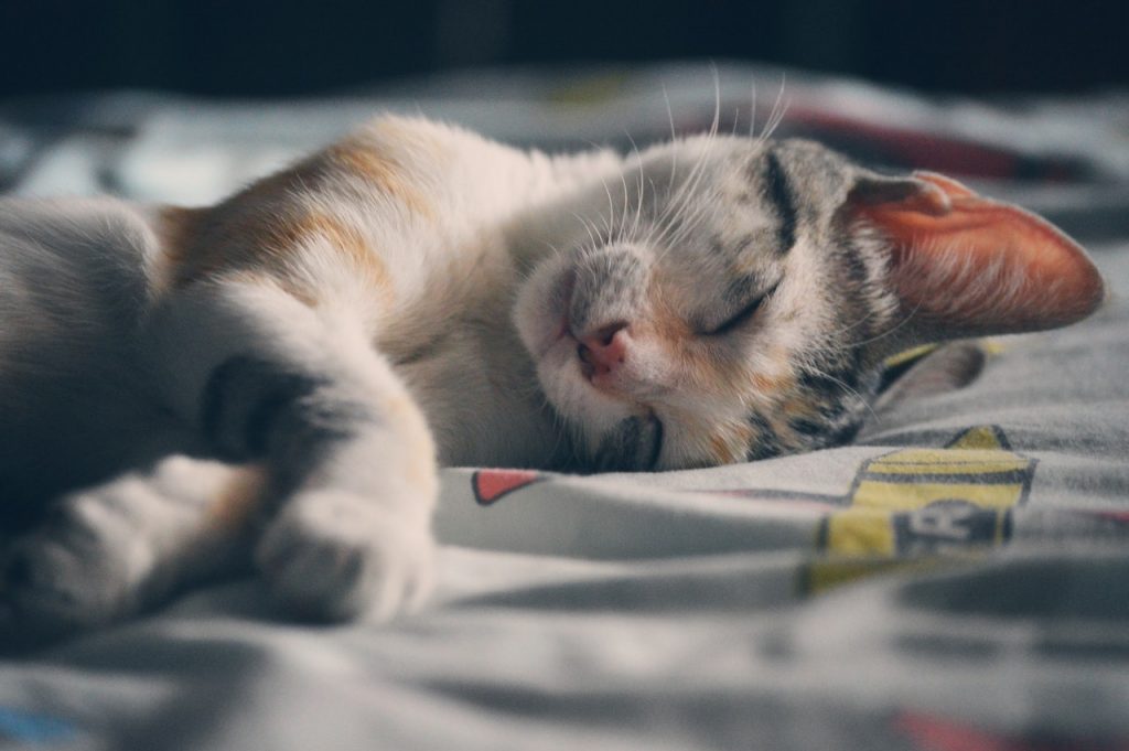 Grey, orange and white calico tabby cat sleeps on colourful bed sheets sleeps