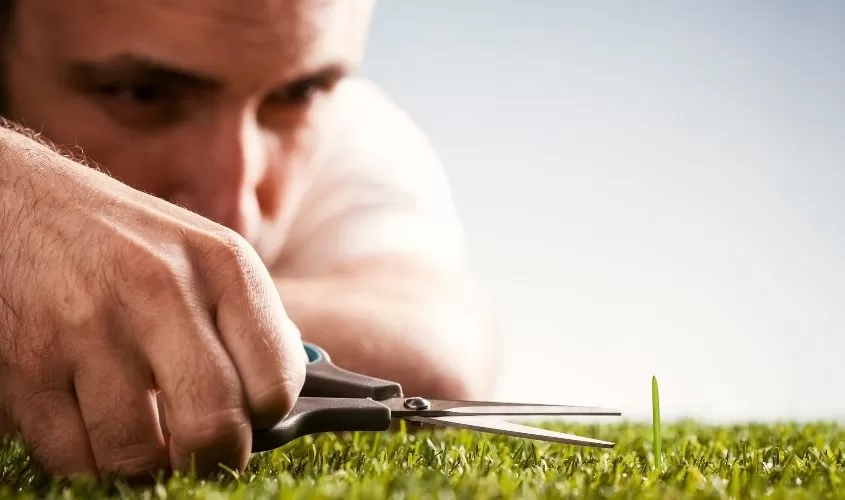 Man precisely cutting a longer piece of grass to match the shorter grass length