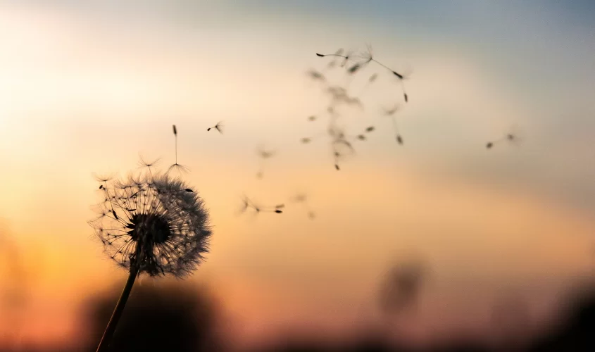 Dandelion floating away in the wind
