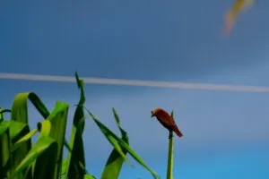 Small bird perched on a tall green plant under a clear blue sky, symbolizing connection to nature, traditional healing, and the spiritual foundations of Indigenous therapeutic practices